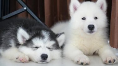 Dinlenme iki Sibirya husky yavruları