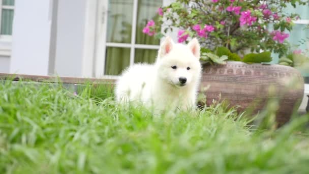 Yeşil çimenlerin üzerinde çalışan beyaz köpek yavrusu — Stok video