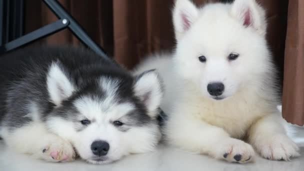 Два сибирских щенка хаски отдыхают — стоковое видео