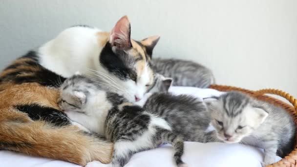 Madre gato lamiendo su gatito — Vídeo de stock
