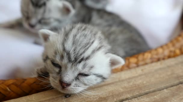 Söt tabby kattunge sova på sängen — Stockvideo