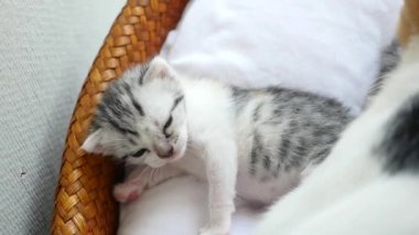 Anne kedi onu yavru kedi yalama