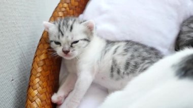 Anne kedi onu yavru kedi yalama