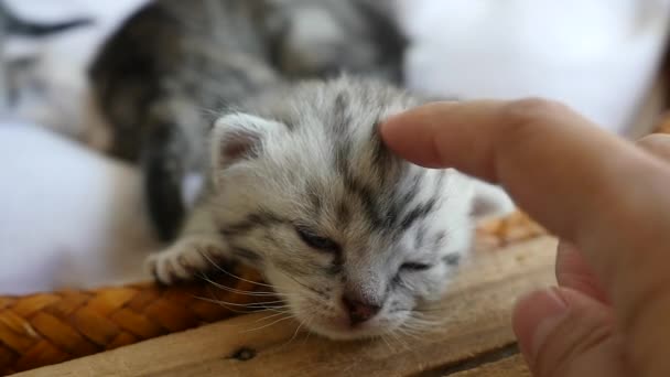 Cute tabby kitten with owner hand — Stock Video