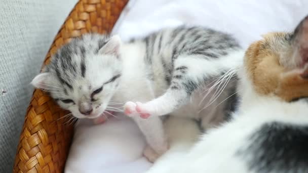 Madre gato lamiendo su gatito — Vídeos de Stock