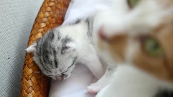 Anne kedi onu yavru kedi yalama — Stok video