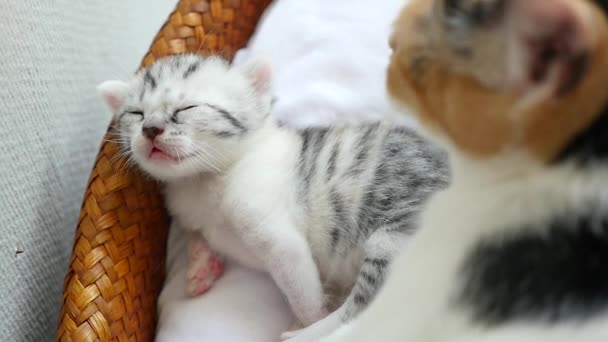 Madre gato lamiendo su gatito — Vídeos de Stock