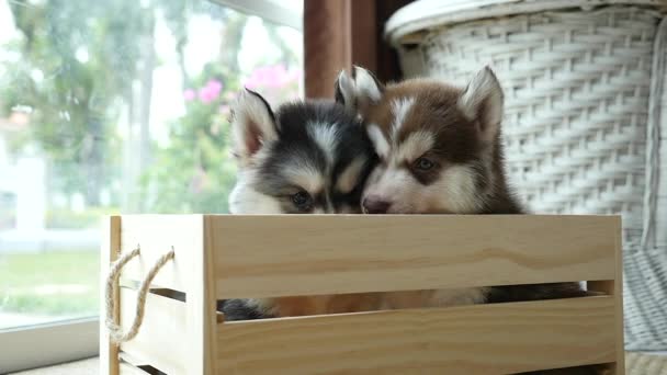 Lindos cachorros husky siberianos pagando en caja de madera — Vídeos de Stock