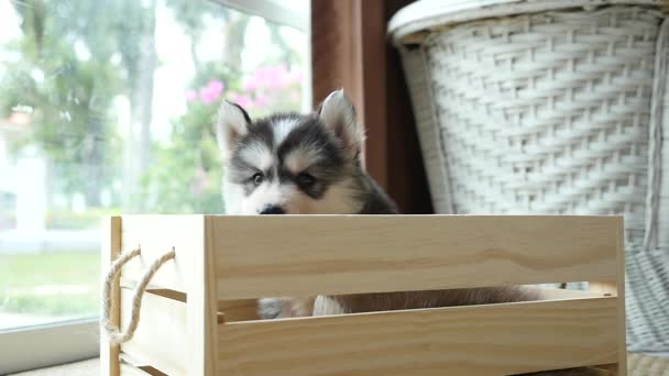 Lindos cachorros husky siberianos pagando en caja de madera — Vídeos de Stock