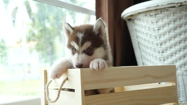 Lindos cachorros husky siberianos pagando en caja de madera — Vídeos de Stock