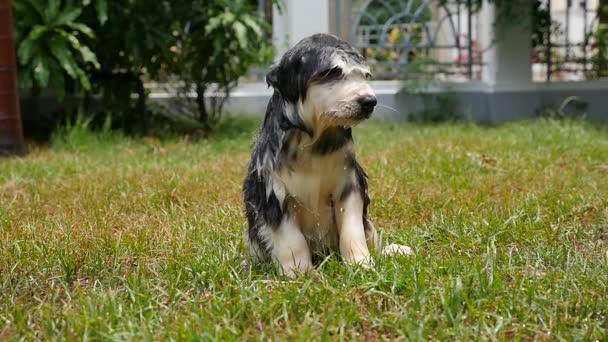 Ładny siberian husky szczeniaka trzęsie wodę od jego płaszcz. — Wideo stockowe