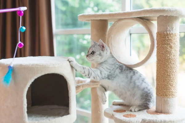 Carino Gattino Giocare Giocattolo Gatto Torre — Foto Stock