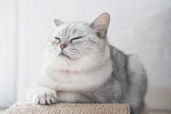 Schattig Vet Britse Kat Slapen Onder Zonlicht — Stockfoto