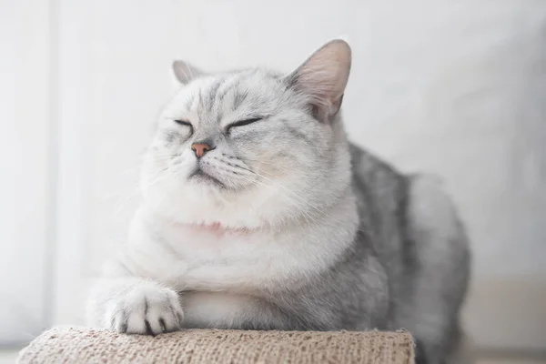 Gato Britânico Gordo Bonito Dormindo Sob Luz Solar — Fotografia de Stock