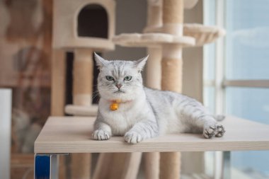 Kızgın kedi tahta masada yatıyor.