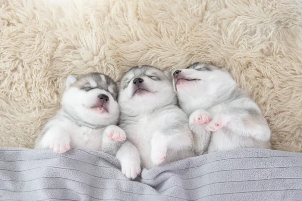 Drie Van Siberische Husky Pups Slapen Onder Een Grijze Deken — Stockfoto