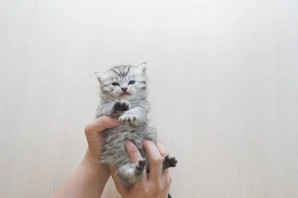 Cute Kitten Hands Woman Copy Space — Stock fotografie