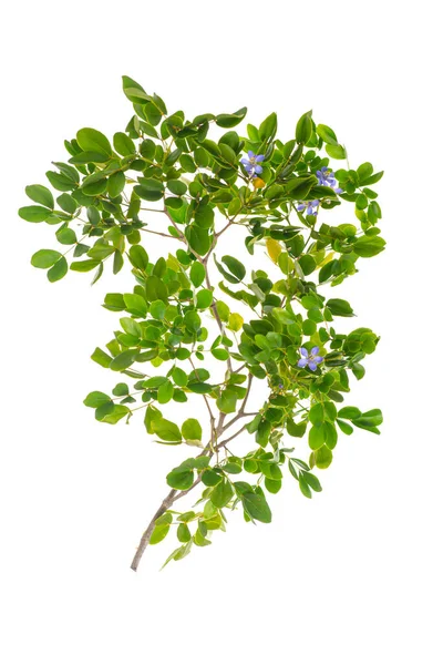 Close Lignum Vitae Guaiacum Officinale Linn Foglie Verdi Fondo Nero — Foto Stock