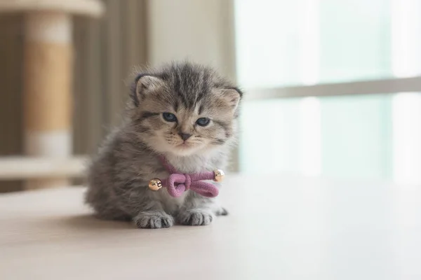 British Shorthair Kitten Sitting Wooden Table Stockbild