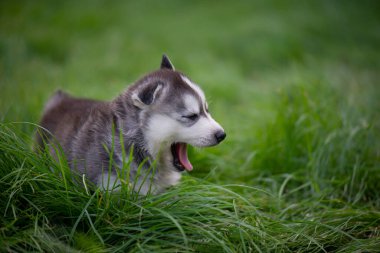Şirin Sibirya Husky Köpek Yavrusu Oturuyor ve Dışarıda Esniyor
