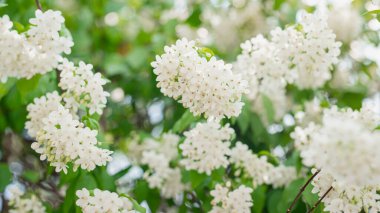 Wrightia Dindar Çiçeği bahçede