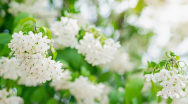 Wrightia Dindar Çiçeği bahçede