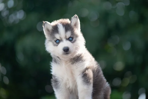 Close Van Blauwe Ogen Siberische Husky Puppy Met Kopieerruimte — Stockfoto