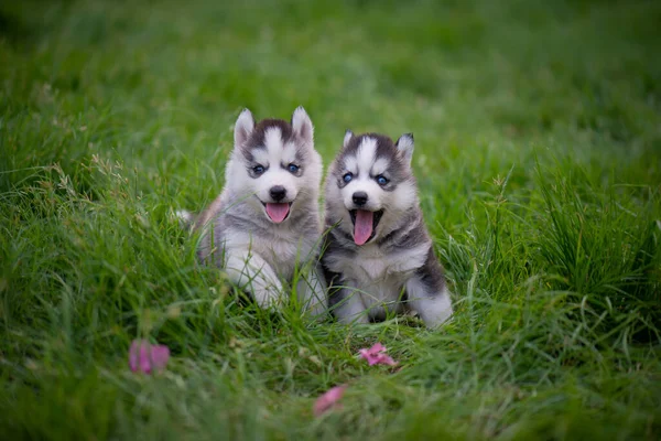 Dois Olhos Azuis Siberianos Cachorros Husky Sentados Grama Verde — Fotografia de Stock