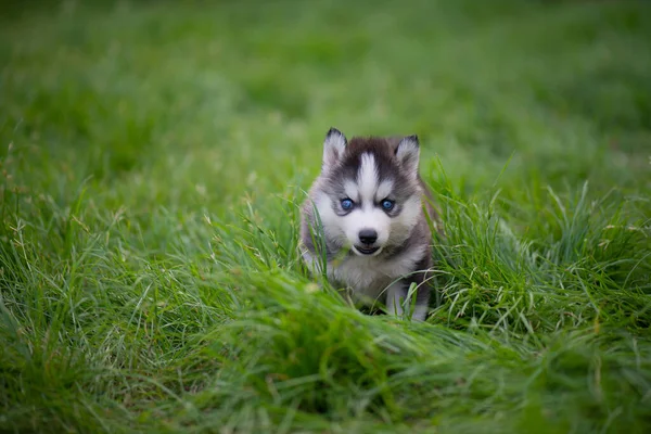 Ojos Azules Cachorro Husky Siberiano Pie Sobre Hierba Verde — Foto de Stock