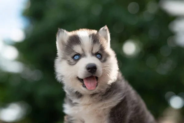 Close Van Blauwe Ogen Siberische Husky Puppy Met Kopieerruimte — Stockfoto