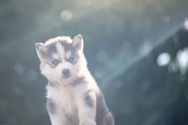 Primer Plano Ojos Azules Cachorro Husky Siberiano Con Espacio Copia —  Fotos de Stock