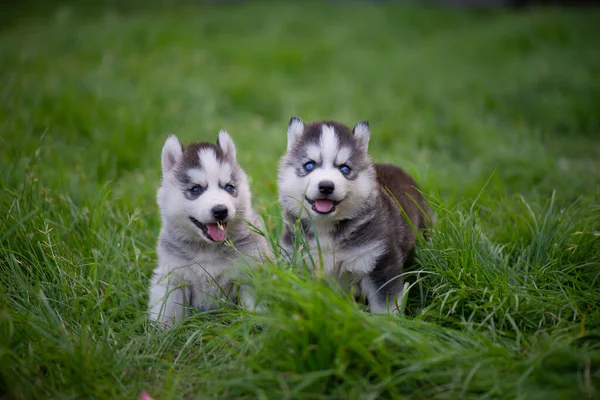 Dois Olhos Azuis Siberianos Cachorros Husky Sentados Grama Verde — Fotografia de Stock