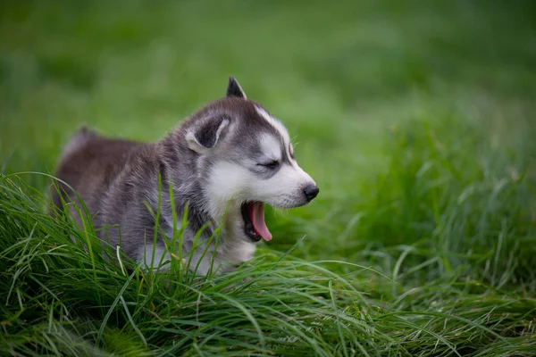 Słodkie Syberyjski Husky Szczeniak Siedzi Ziewa Zewnątrz — Zdjęcie stockowe