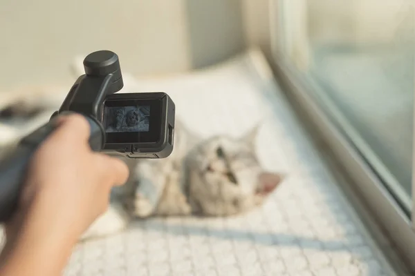 Fotógrafo Asiático Usando Cámara Acción Disparar Vide Gato Escocés Acostado — Foto de Stock