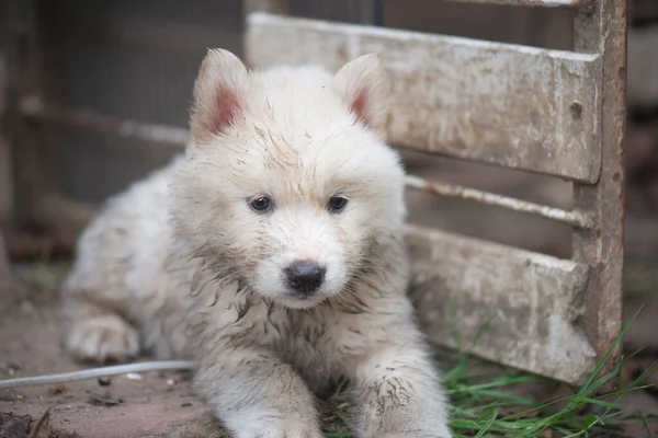 Zblízka Špinavé Bílé Sibiřské Husky Štěně Stock Obrázky