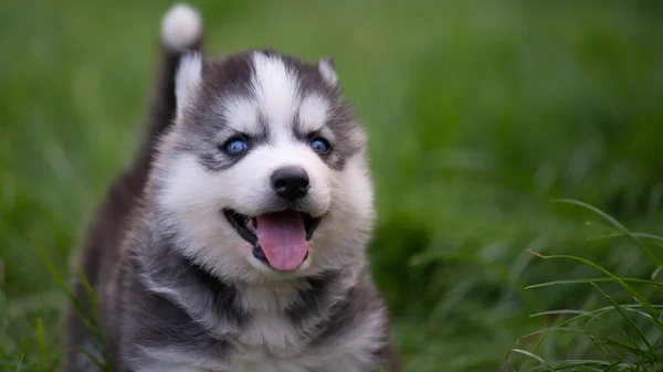 Blauwe Ogen Siberische Husky Puppy Glimlachend Groen Gras Rechtenvrije Stockfoto's
