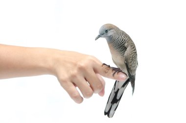 el beyaz arka plan üzerinde güvercin 