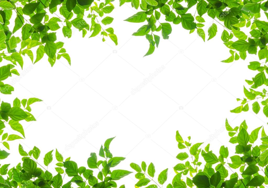 Green leaf frame isolated