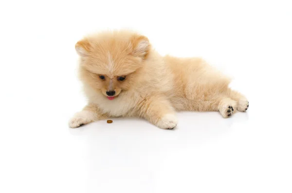 Carino cucciolo pomerania giocare su sfondo bianco — Foto Stock