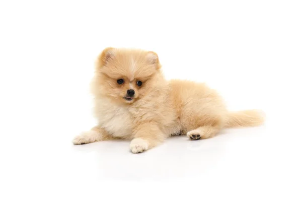 Bonito filhote de cachorro pomeranian jogar no branco fundo — Fotografia de Stock