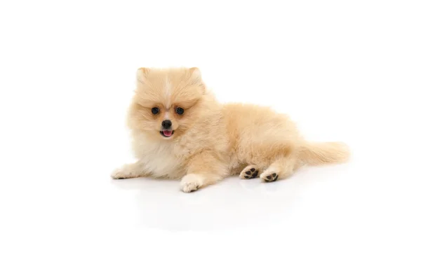 Carino cucciolo pomerania giocare su sfondo bianco — Foto Stock