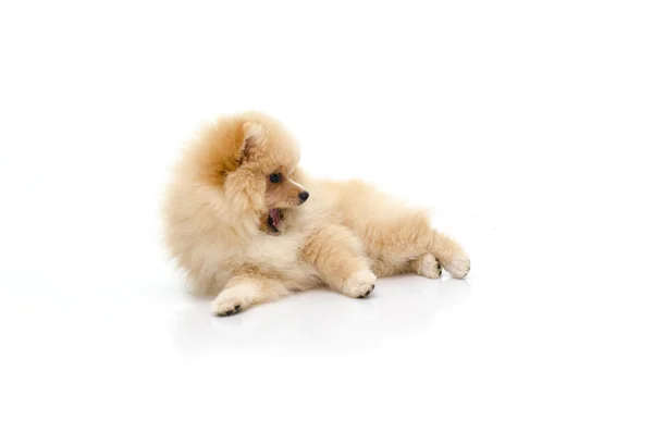 Bonito filhote de cachorro pomeranian jogar no branco fundo — Fotografia de Stock