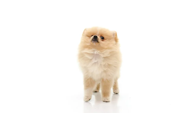 Bonito cachorro pomerano olhando para cima no fundo branco — Fotografia de Stock