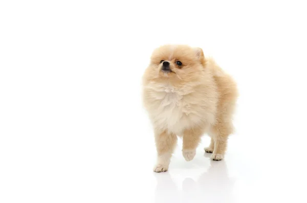 Lindo cachorro pomeraniano mirando hacia arriba sobre fondo blanco —  Fotos de Stock