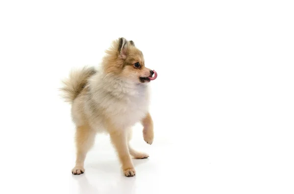 Симпатичный щенок Померанского облизывания губ на белом фоне — стоковое фото