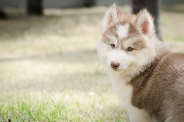 şirin küçük köpek yavrusu ve kopya alanı solda