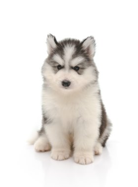 sevimli küçük husky yavrusu üzerinde beyaz izole 