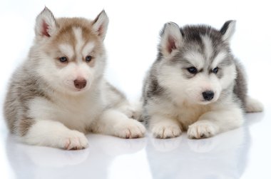 sevimli küçük husky köpek izole