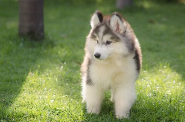 yeşil çim oynarken sevimli küçük Sibirya husky köpek