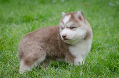 yavru Sibirya husky çimenlerin üzerinde